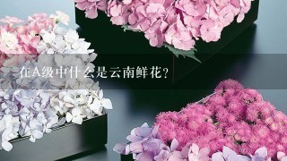 在A级中什么是云南鲜花？