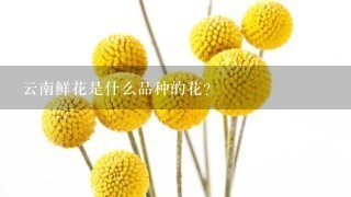 云南鲜花是什么品种的花？