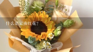 什么是云南红花？