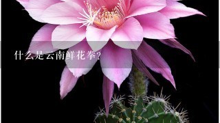 什么是云南鲜花拳？