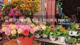 云南省有哪些地方适合种植鲜花和树木？