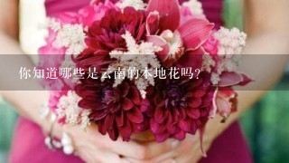 你知道哪些是云南的本地花吗？