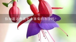 你知道这些黄色小雏菊的名字吗