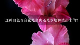 这种白色百合花是多肉还是水培种植出来的