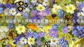 郁金香属于风媒花类植物是百合科多年生草本植物它的花朵呈漏斗形花瓣56片颜色丰富多样其生长需要适量的日照充足的水分和肥料以及温暖的气候而百合也是属于百合科是一种常见的观赏花卉品种其花语有纯洁象征着美好与祥和在古代埃及百合被认为是一种神圣的植物在中国古代文化中百合被视为富贵之花那么现在我们来讨论一下题目中的主题郁金香和百合鲜花是何时成为婚礼必备之作品呢