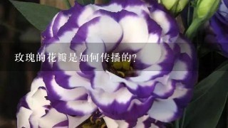 玫瑰的花瓣是如何传播的?