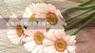 玫瑰的花瓣是什么颜色?