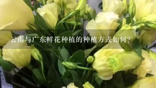 云南与广东鲜花种植的种植方式如何?