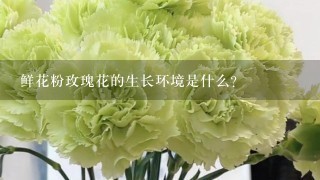 鲜花粉玫瑰花的生长环境是什么?