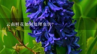 云南鲜花如何处理虫害?