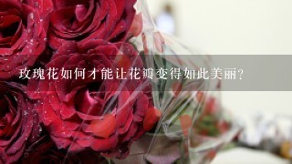 玫瑰花如何才能让花瓣变得如此美丽?