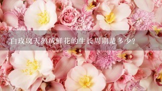 白玫瑰天鹅绒鲜花的生长周期是多少?