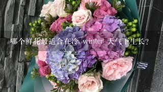 哪个鲜花最适合在冷 winter 天气下生长?