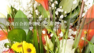 玫瑰百合的花蕾是什么样的?