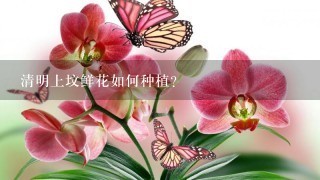 清明上坟鲜花如何种植?