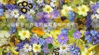 云南鲜花百合花的花瓣有哪些形状?