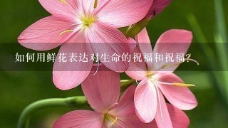 如何用鲜花表达对生命的祝福和祝福?