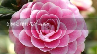 如何处理鲜花的枯萎?