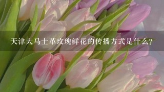 天津大马士革玫瑰鲜花的传播方式是什么?