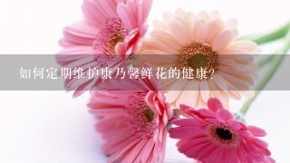 如何定期维护康乃馨鲜花的健康?